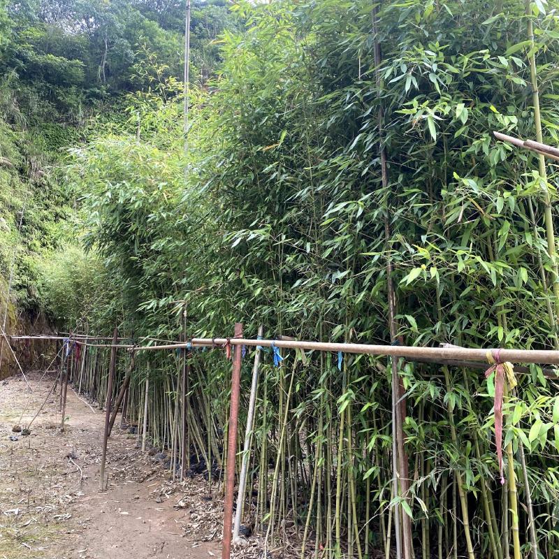 【刚竹紫竹毛竹青皮竹等】各种规格欢迎合作详谈