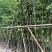 【刚竹紫竹毛竹青皮竹等】各种规格欢迎合作详谈