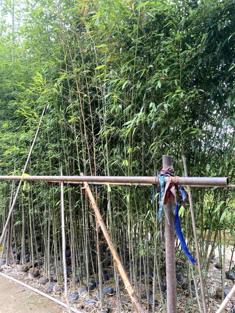 【刚竹紫竹毛竹青皮竹等】各种规格欢迎合作详谈