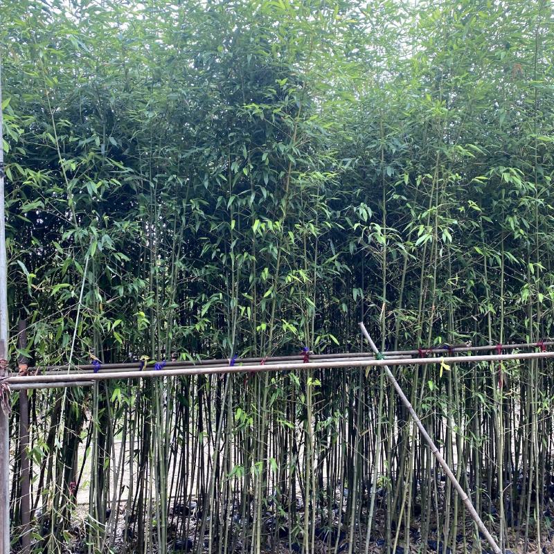 【刚竹紫竹毛竹青皮竹等】各种规格欢迎合作详谈