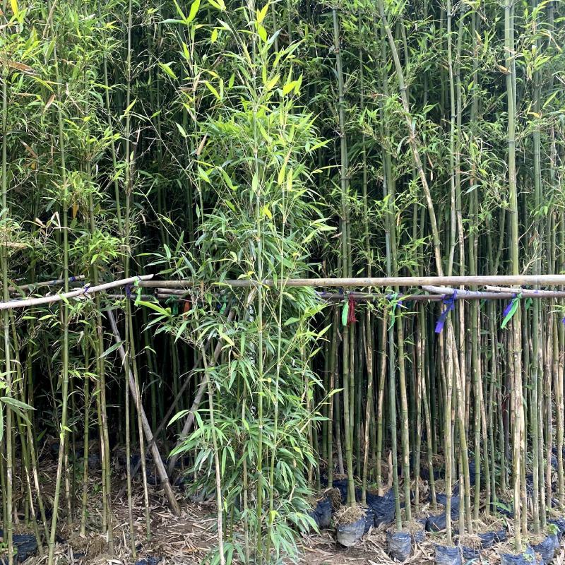 【刚竹紫竹毛竹青皮竹等】各种规格欢迎合作详谈