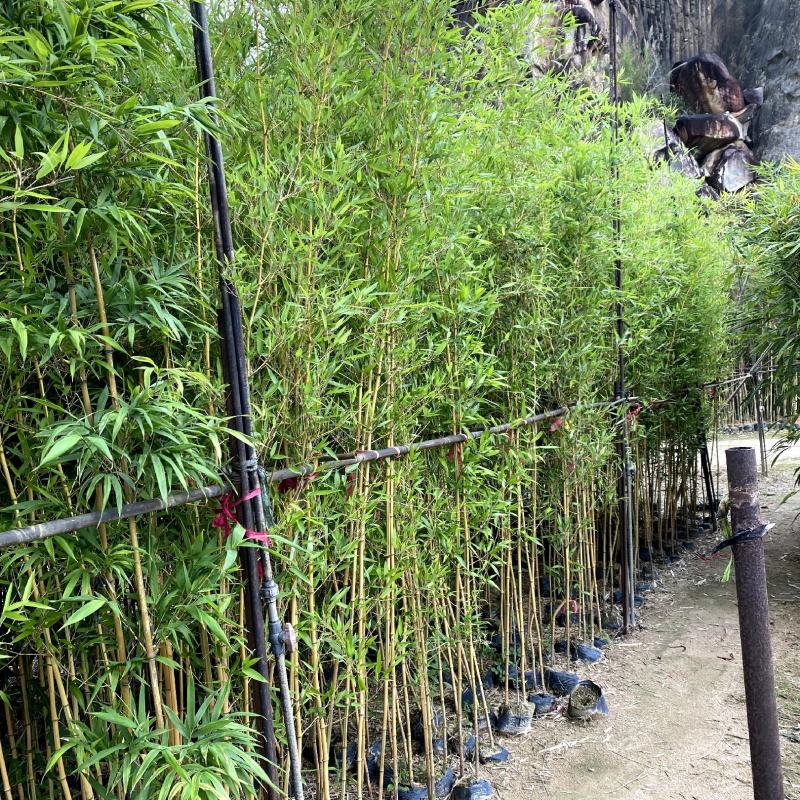 【唐竹紫竹钢竹青皮竹等】各种规格欢迎合作详谈