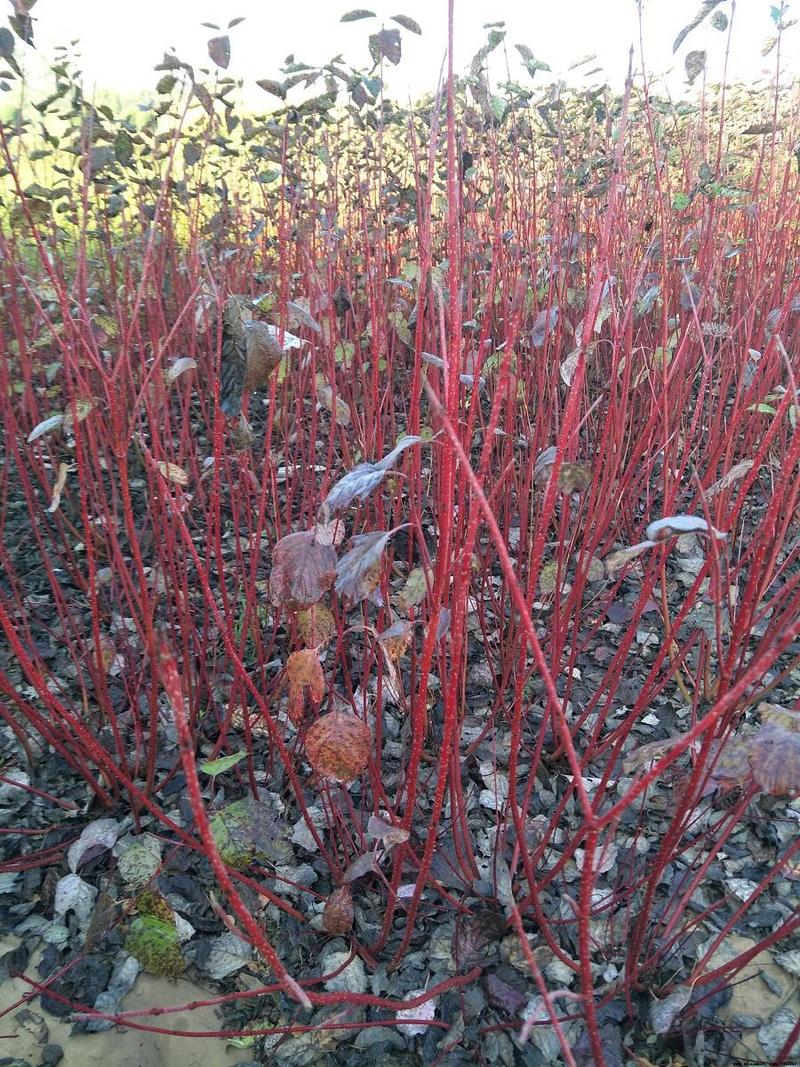 红瑞木树苗红杆麻球红柳枝条绿化苗木红柳枝户外庭院植物绿化