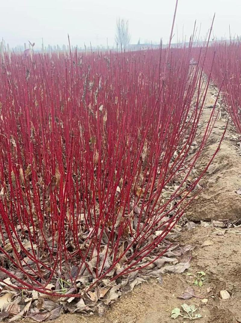 红瑞木树苗红杆麻球红柳枝条绿化苗木红柳枝户外庭院植物绿化