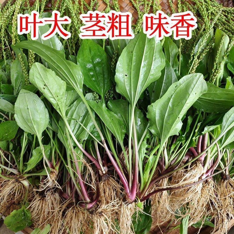 四季散装食用批发清热凉拌草根优质新鲜车前草野生整颗全草可