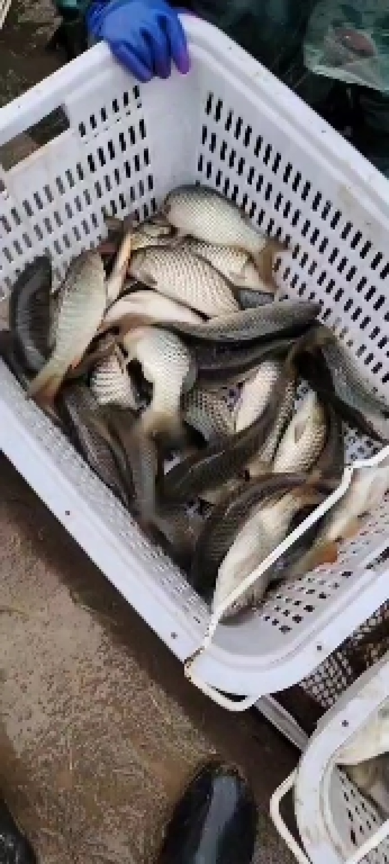 贵州鲤鱼，产地直发，货源充足，规格齐全品质保证，供应全国