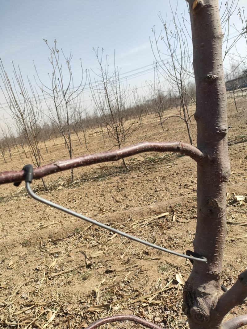 河北永德助改进型拉枝器开角器苹果樱桃梨西梅李子果树