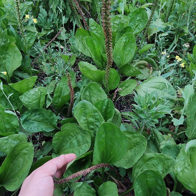 四季散装食用批发清热凉拌草根优质新鲜车前草野生整颗全草可