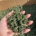 人参花长白山四年人参花100g批发