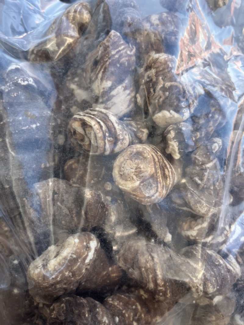 重楼华重楼。七叶一枝花重楼质量有保证量大从优。