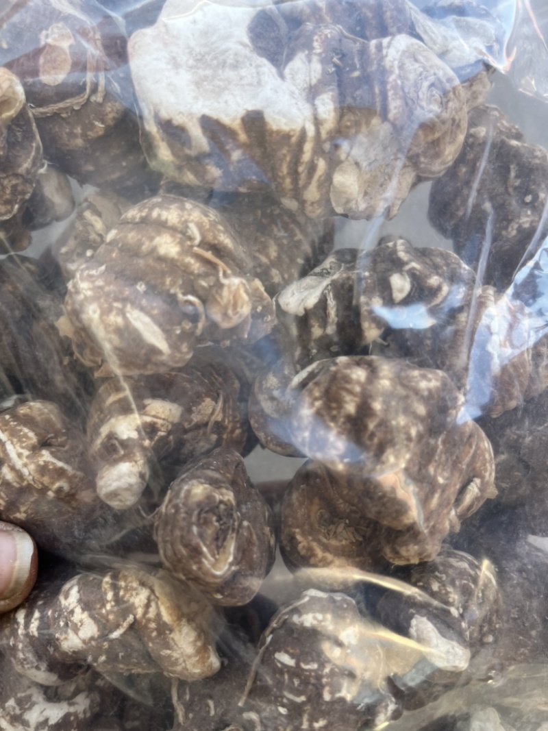 重楼华重楼。七叶一枝花重楼质量有保证量大从优。