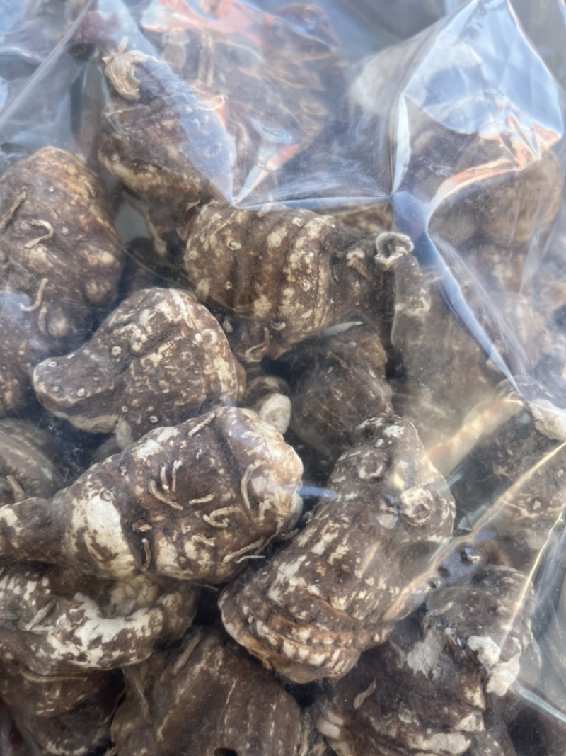 重楼华重楼。七叶一枝花重楼质量有保证量大从优。