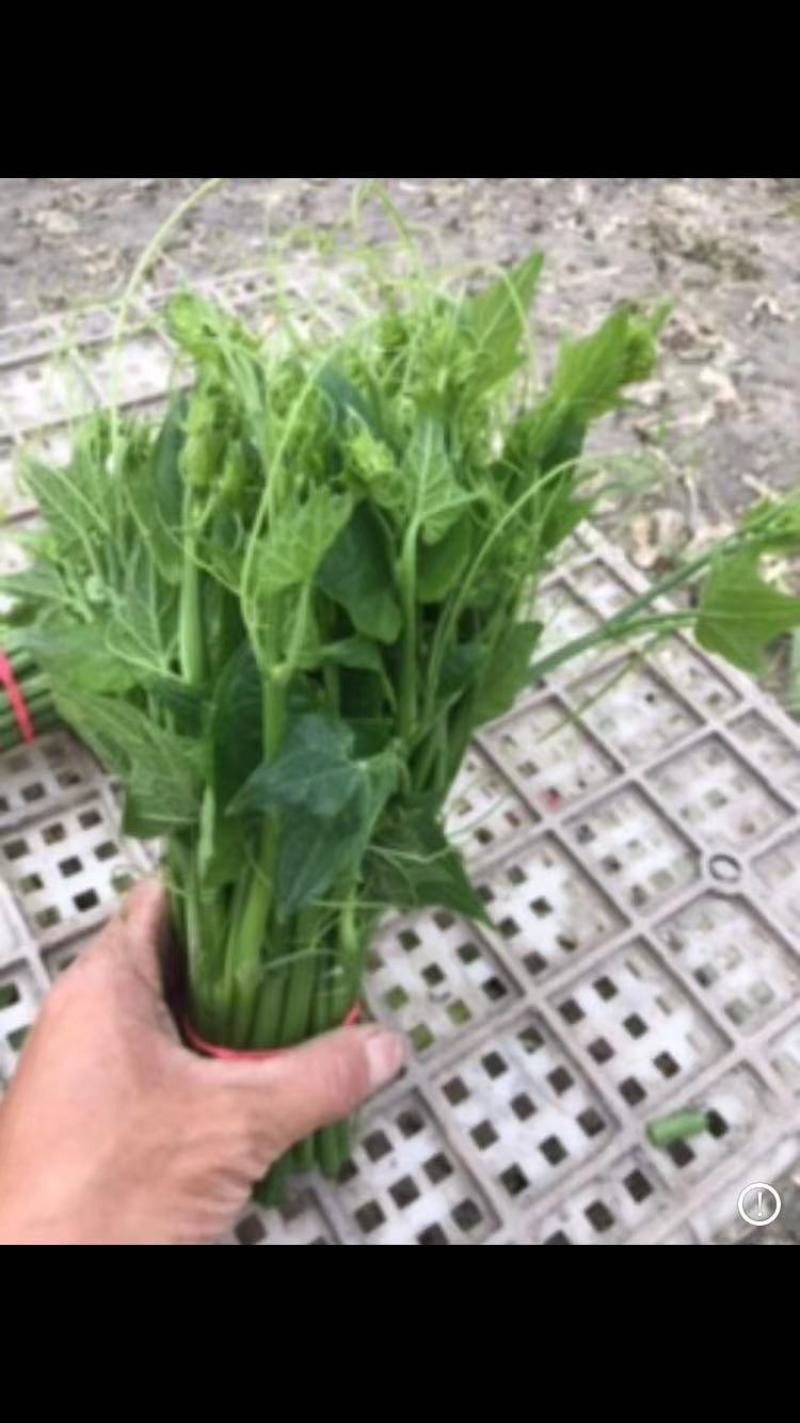 精品龙须菜，追求品质…