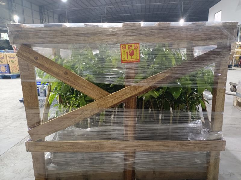 奇楠沉香苗正宗嫁接苗（汝湖金丝油）全国包邮假一赔十