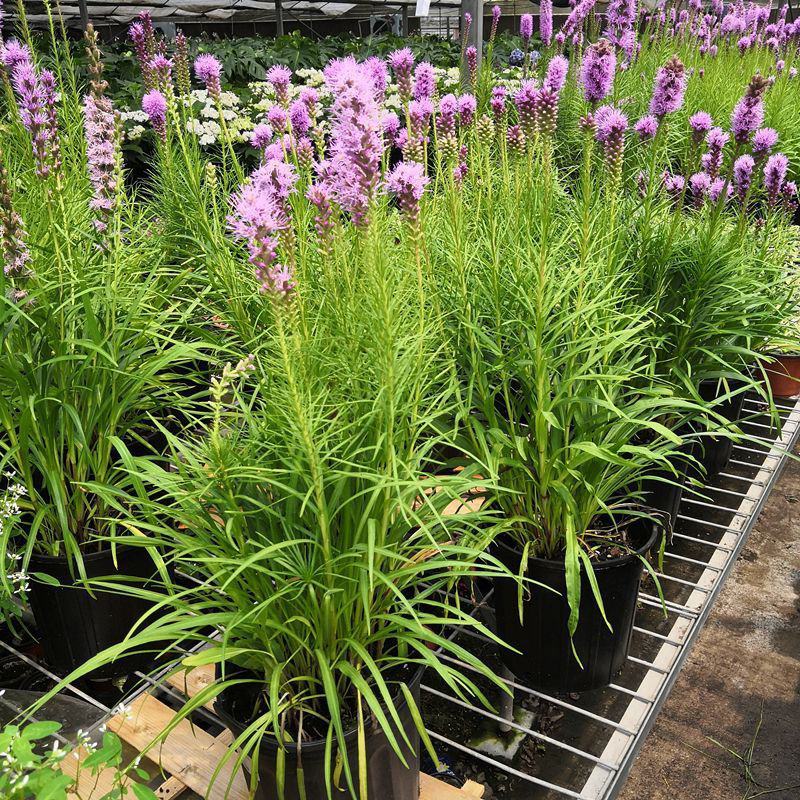 蛇鞭菊盆栽苗阳台花园植物庭院紫粉色耐寒耐旱夏季花宿根花卉