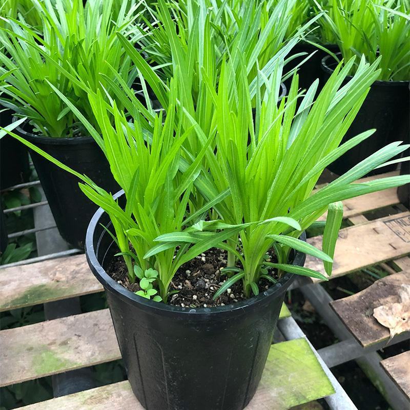 蛇鞭菊盆栽苗阳台花园植物庭院紫粉色耐寒耐旱夏季花宿根花卉