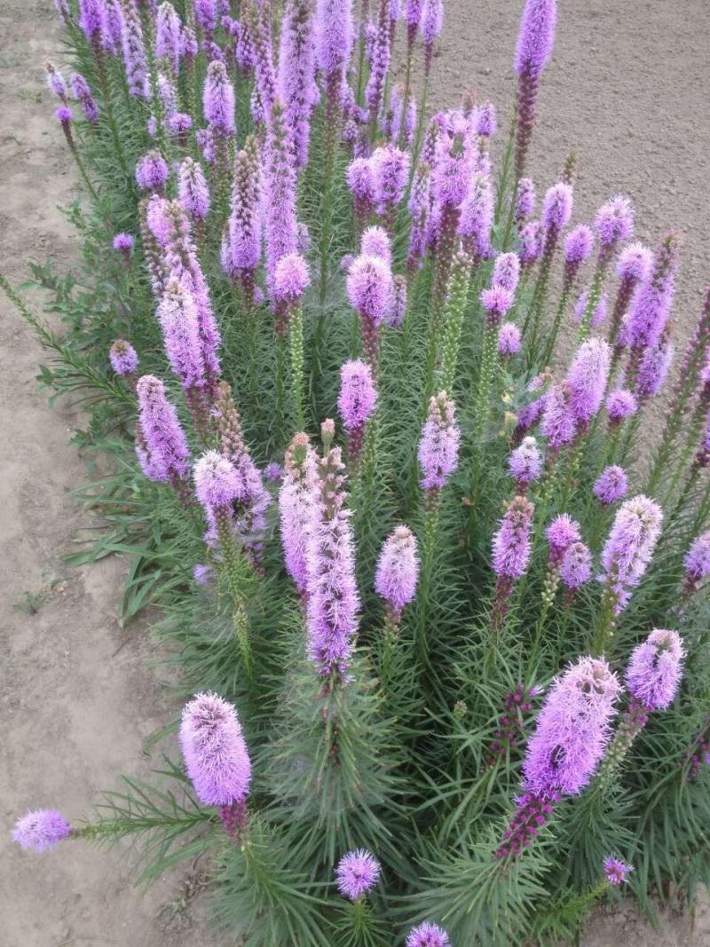 蛇鞭菊盆栽苗阳台花园植物庭院紫粉色耐寒耐旱夏季花宿根花卉