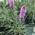 蛇鞭菊盆栽苗阳台花园植物庭院紫粉色耐寒耐旱夏季花宿根花卉