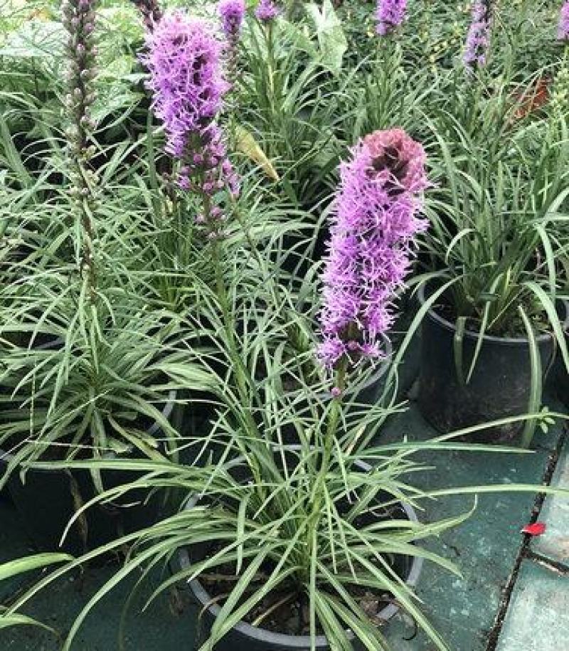 蛇鞭菊盆栽苗阳台花园植物庭院紫粉色耐寒耐旱夏季花宿根花卉