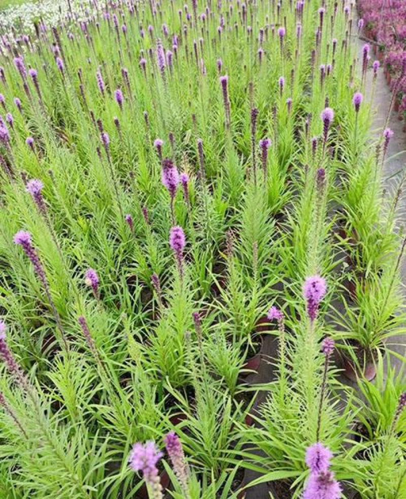 蛇鞭菊盆栽苗阳台花园植物庭院紫粉色耐寒耐旱夏季花宿根花卉