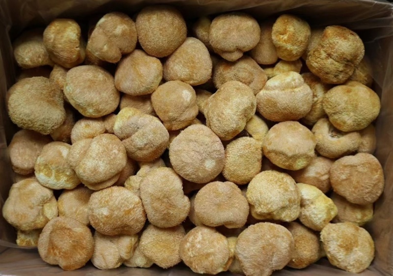 猴头菇、挑选、剪脚、各种规格齐全、新货上架！！！！！