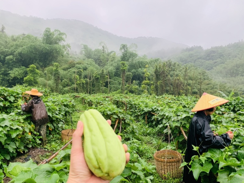 广东佛手瓜基地直发