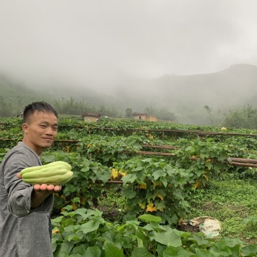 广东佛手瓜基地直发