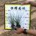【毛冠草糖密草】各种规格欢迎合作详谈