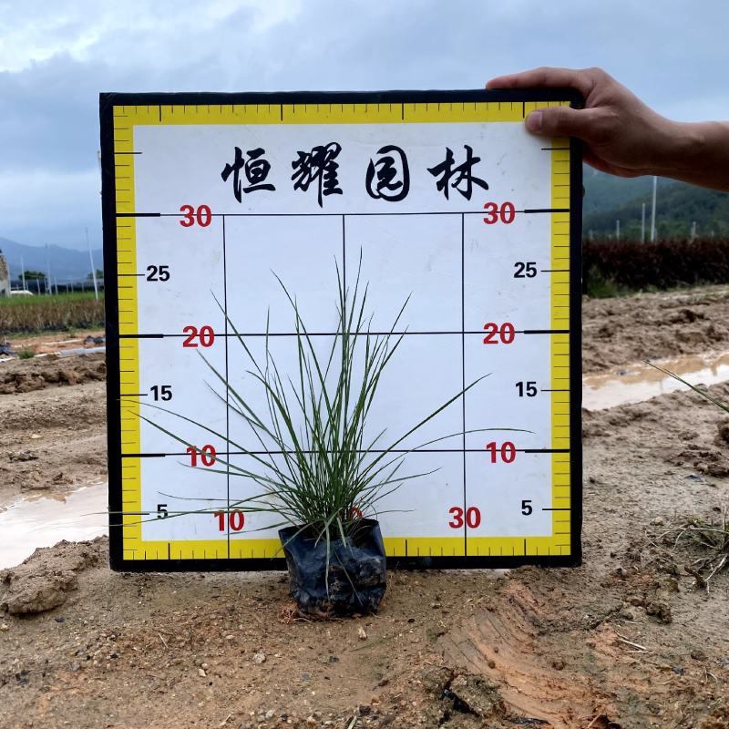 【毛冠草糖密草】各种规格欢迎合作详谈