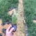 【毛冠草糖密草】各种规格欢迎合作详谈
