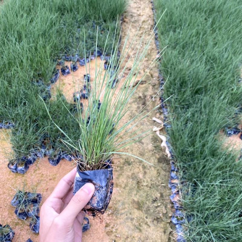 【毛冠草糖密草】各种规格欢迎合作详谈