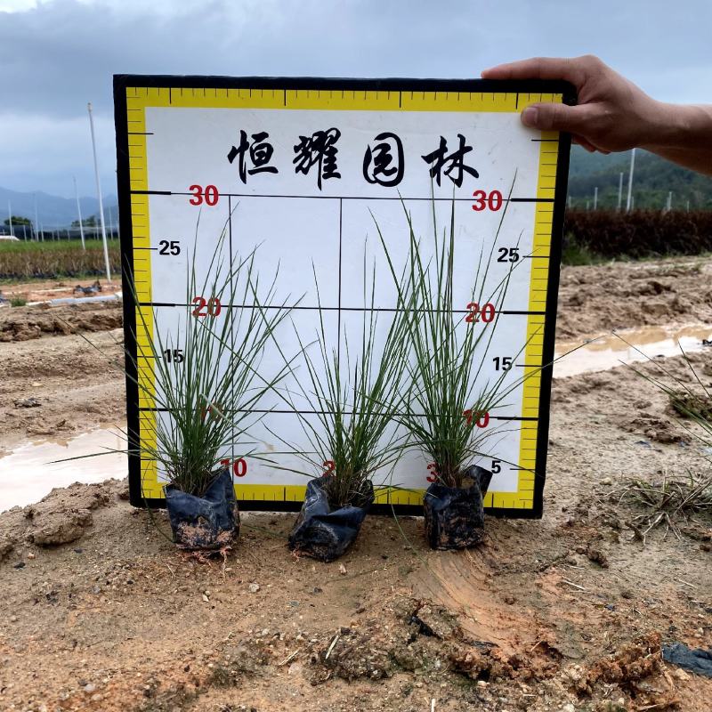 【毛冠草糖密草】各种规格欢迎合作详谈