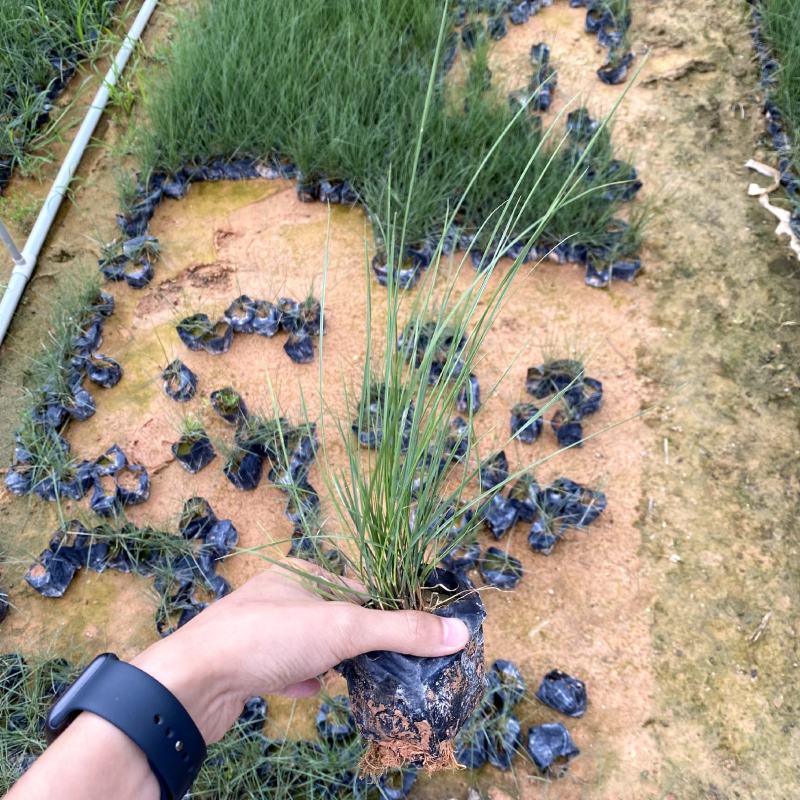 【毛冠草糖密草】各种规格欢迎合作详谈