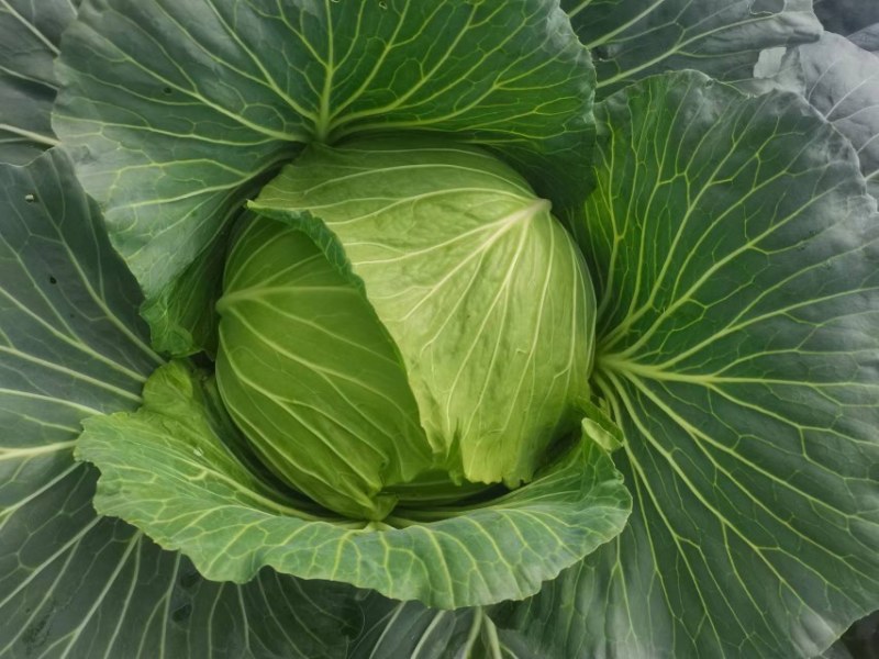 成都市扁包菜，莲花白大量上市中