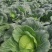 成都市扁包菜，莲花白大量上市中