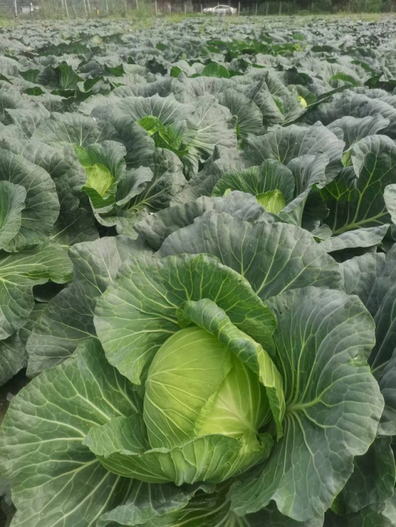 成都市扁包菜，莲花白大量上市中