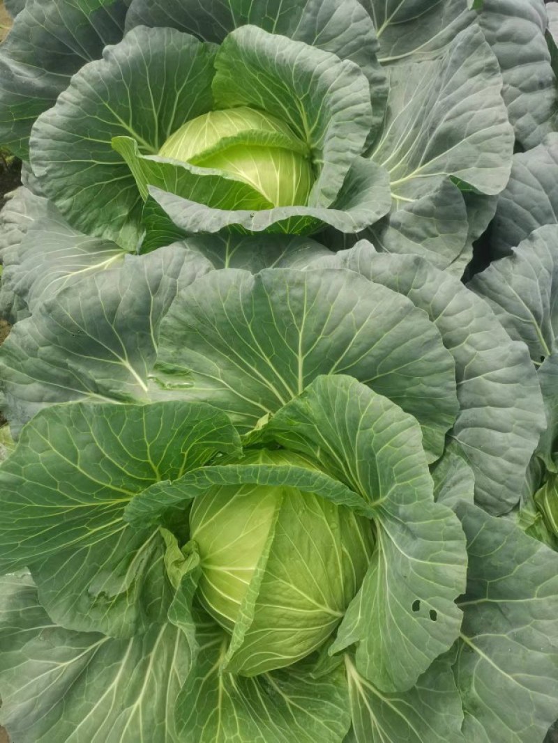 成都市扁包菜，莲花白大量上市中