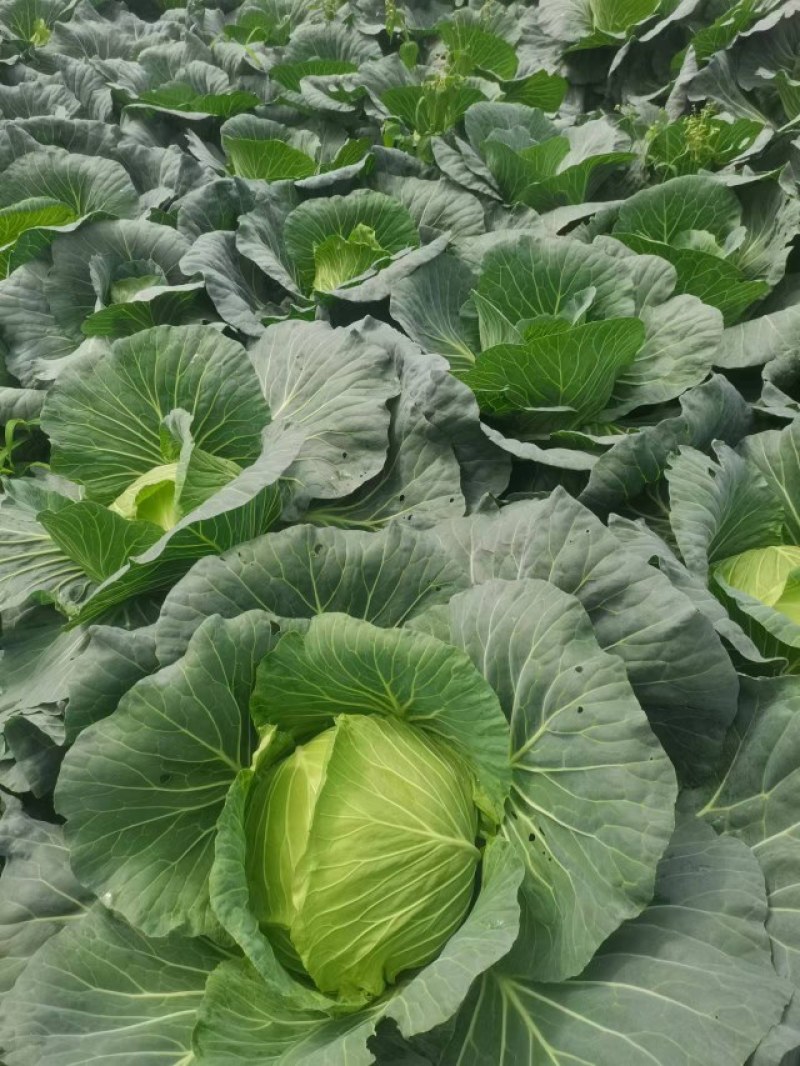 成都市扁包菜，莲花白大量上市中
