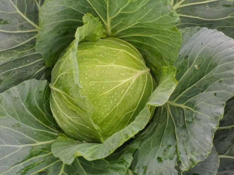 成都市扁包菜，莲花白大量上市中