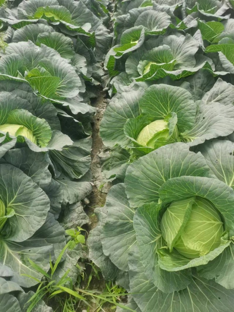 成都市扁包菜，莲花白大量上市中