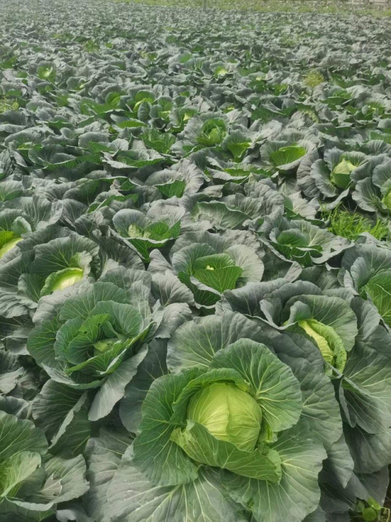成都市扁包菜，莲花白大量上市中