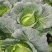成都市扁包菜，莲花白大量上市中