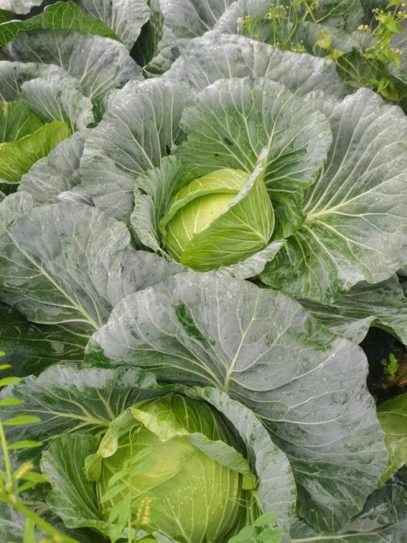 成都市扁包菜，莲花白大量上市中