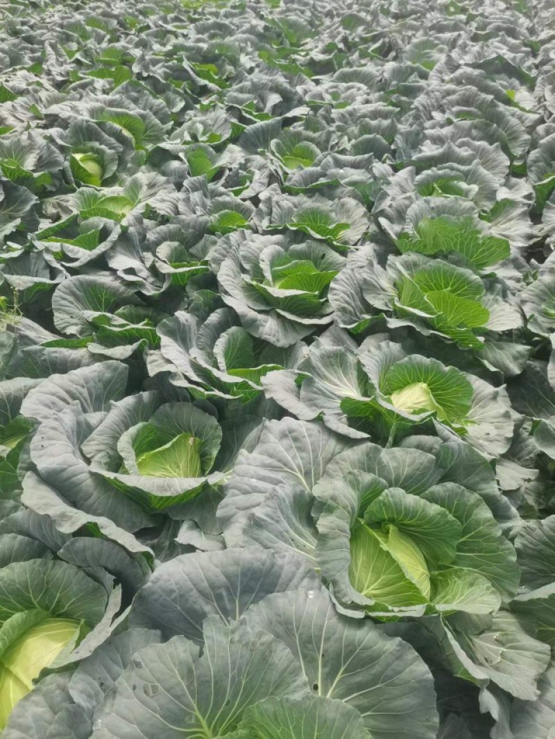 成都市扁包菜，莲花白大量上市中