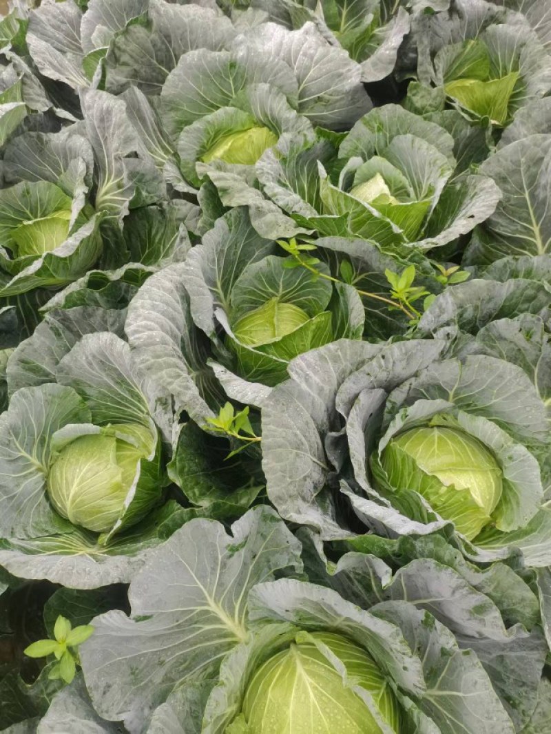 成都市扁包菜，莲花白大量上市中