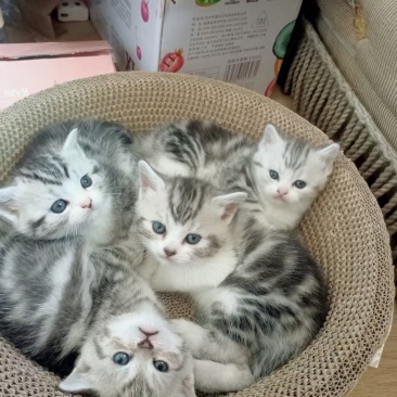 美短猫咪