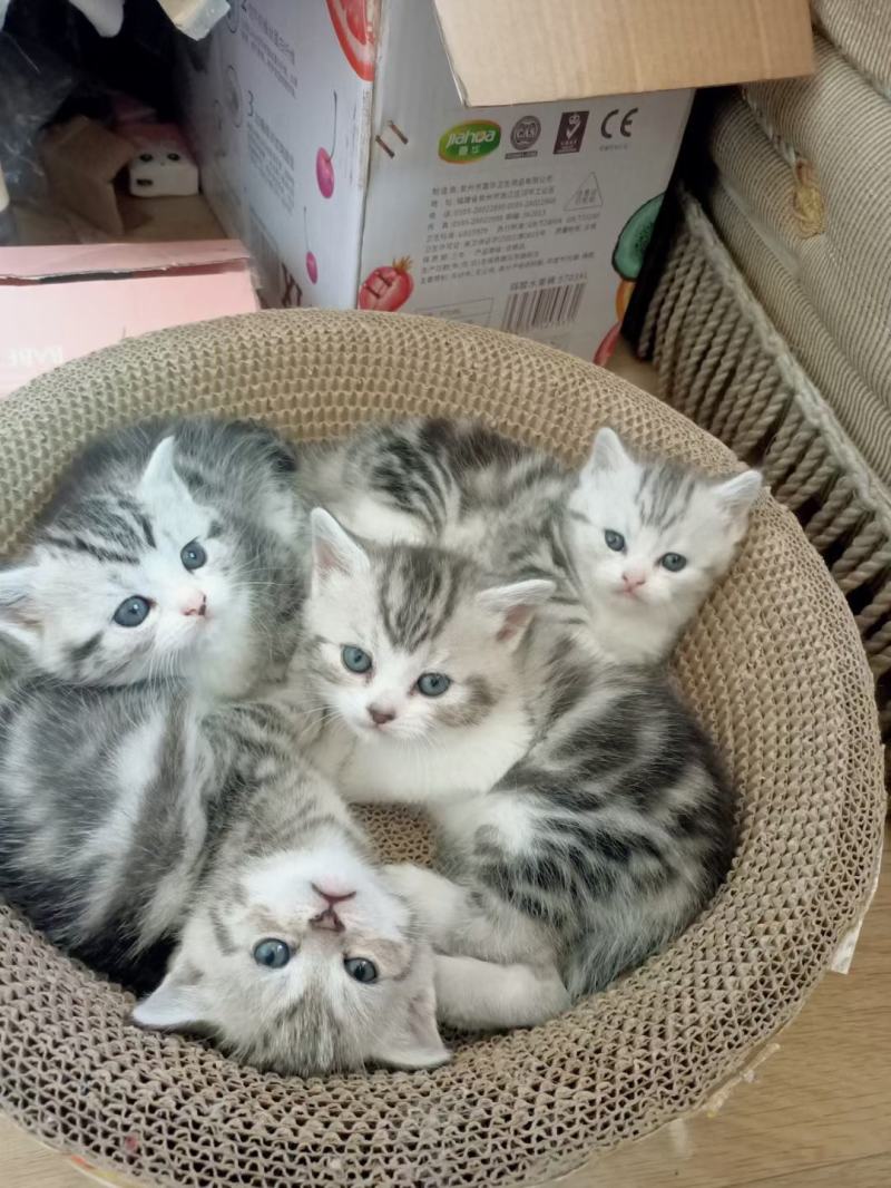 美短猫咪