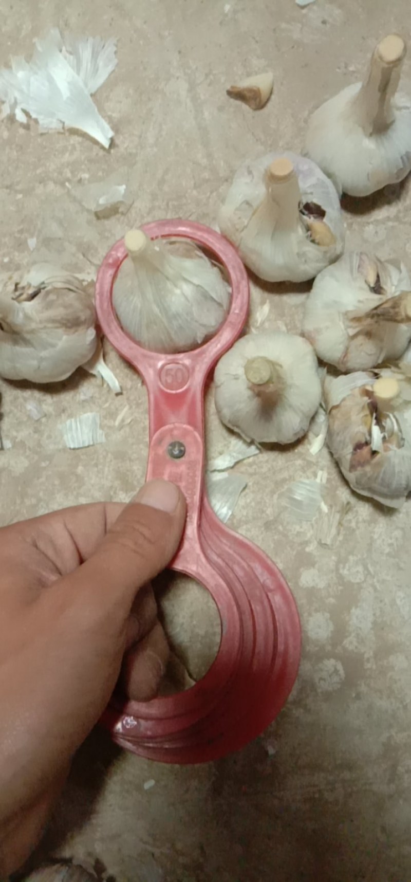 丰县优质精品红根蒜苗种子川蒜种子二水早硬叶蒜寒蒜