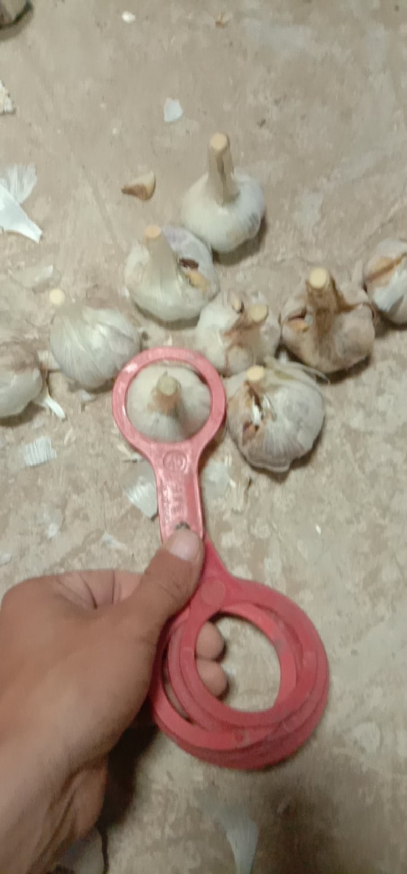丰县优质精品红根蒜苗种子川蒜种子二水早硬叶蒜寒蒜