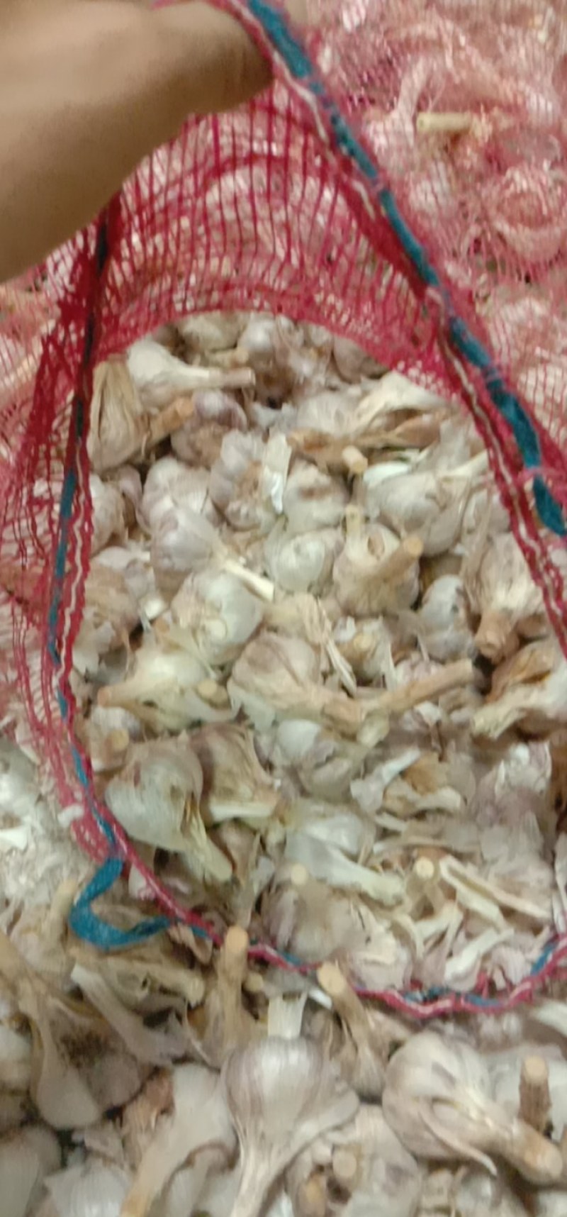 丰县优质精品红根蒜苗种子川蒜种子二水早硬叶蒜寒蒜